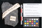 Foto (Objekt + Etikett) von Pecopteris tenuifrondosa Ettingshausen (NHMW-GEO-2024-0188-10283)